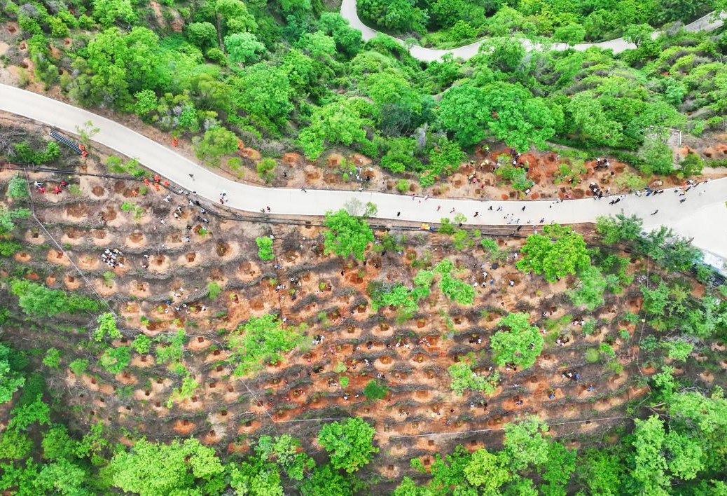 春风拂绿野 实干争春早——中国林业集团开局即冲刺 抢抓时节 全力...