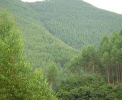 Afforestation in Cenxi City, Guangxi Zhuang Autonomous Region