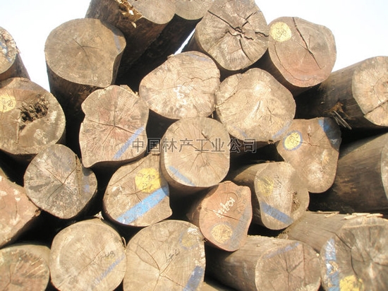 桃花芯（Swintonia floribunda Griff.）