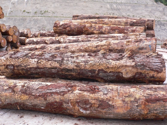 辐射松（Pinus radiata D.Don）