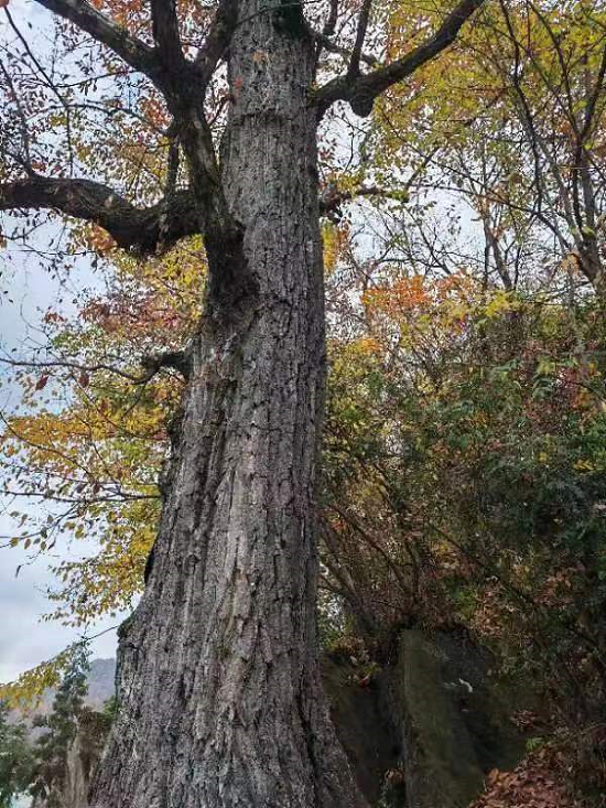林木生态 | 珍贵树种栓皮栎与秦巴山区