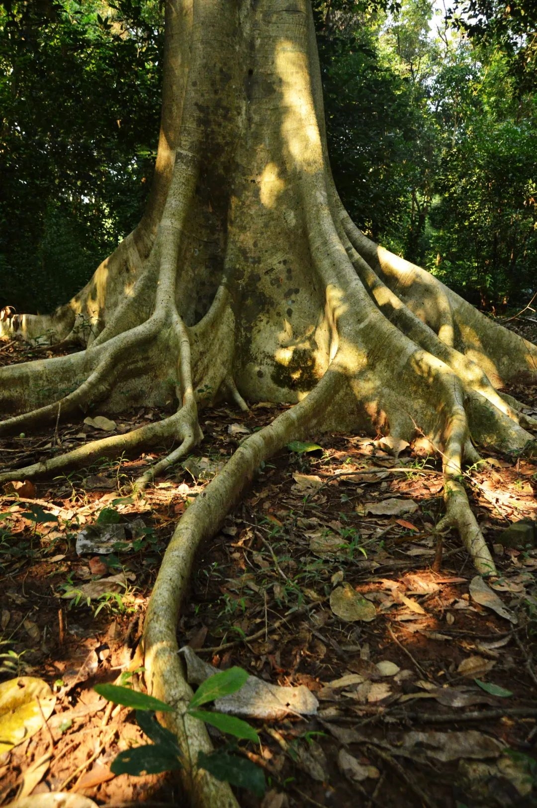品牌建设 | 硬皮榕——《良凤江植物志》