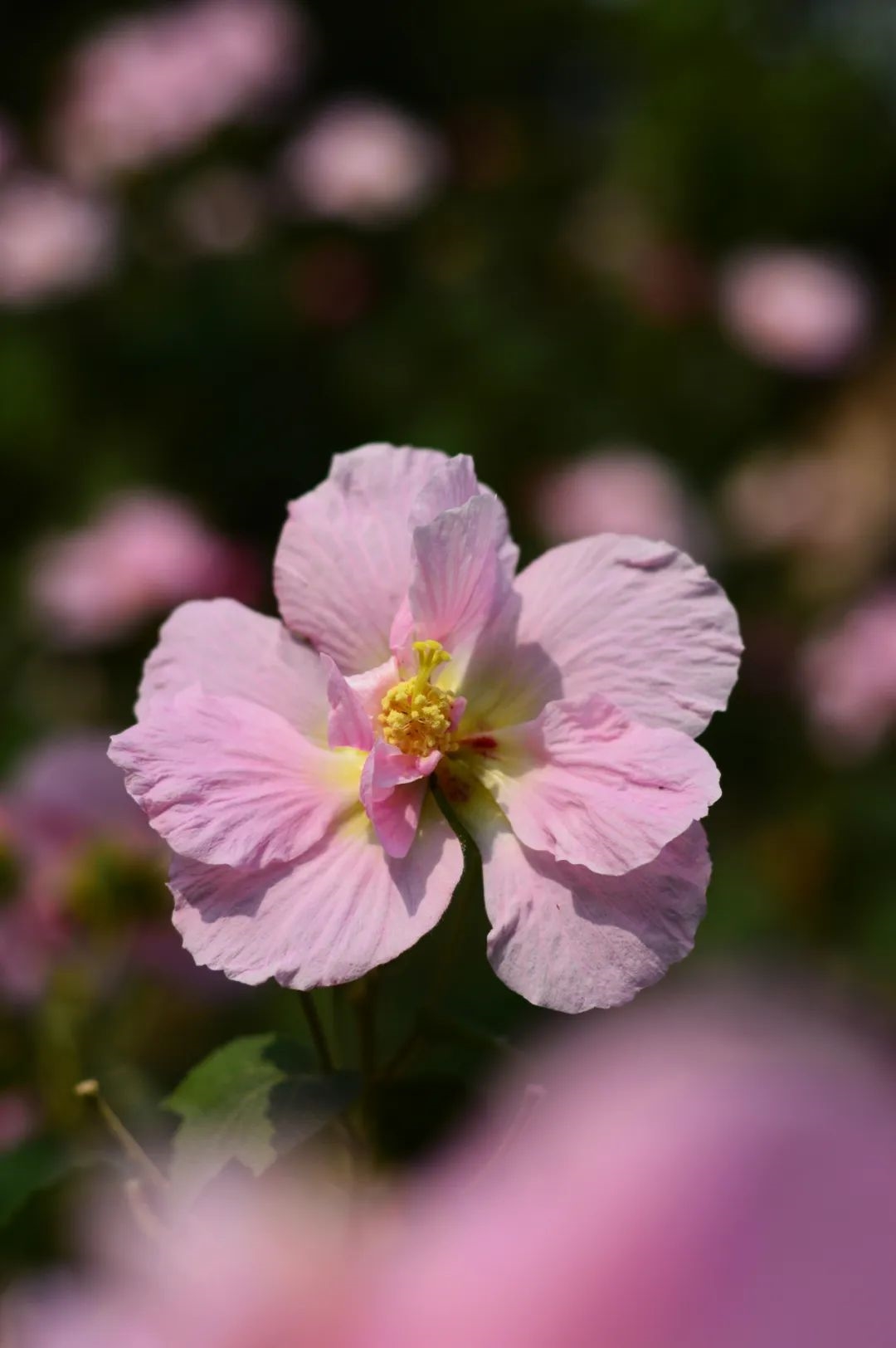 品牌建设 | 良凤江生物志——芙蓉花