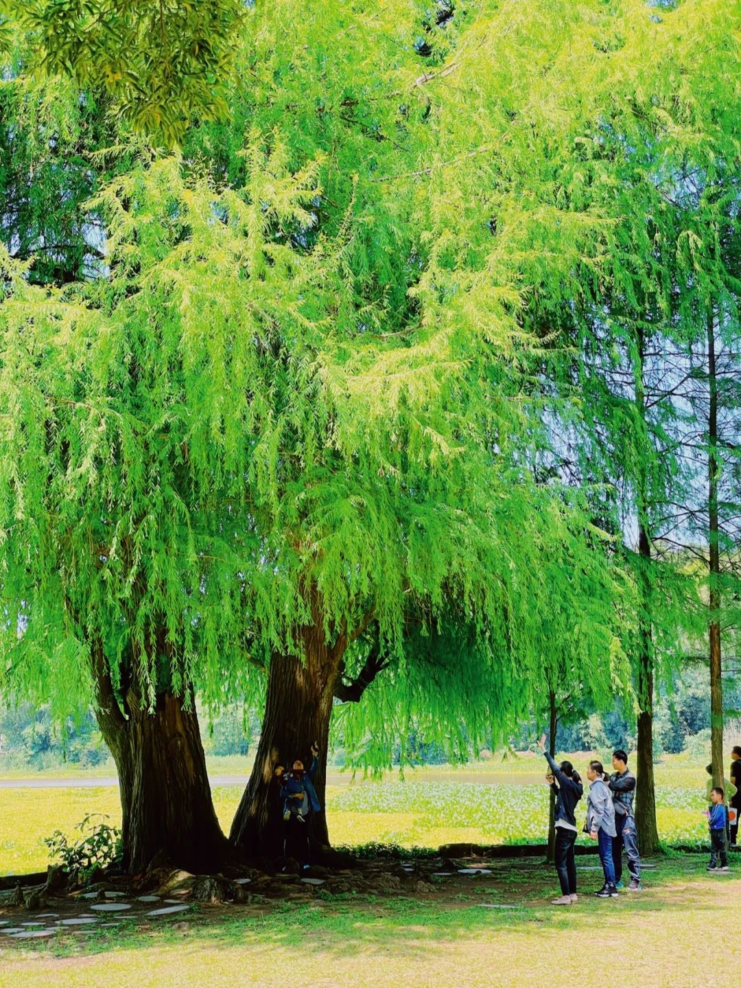 品牌建设丨良凤江生物志——落羽杉