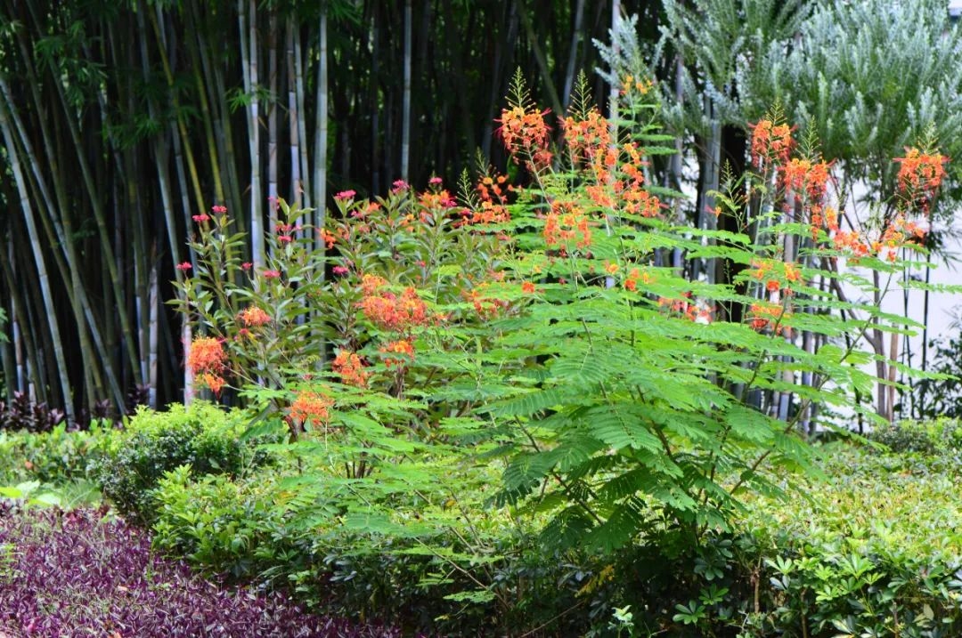 品牌建设｜金凤花——《良凤江植物志》