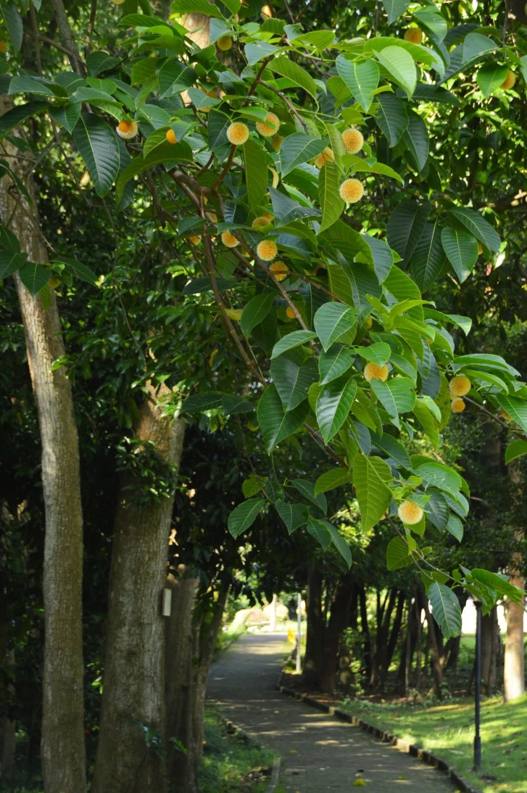 品牌建设｜团花——《良凤江植物志》
