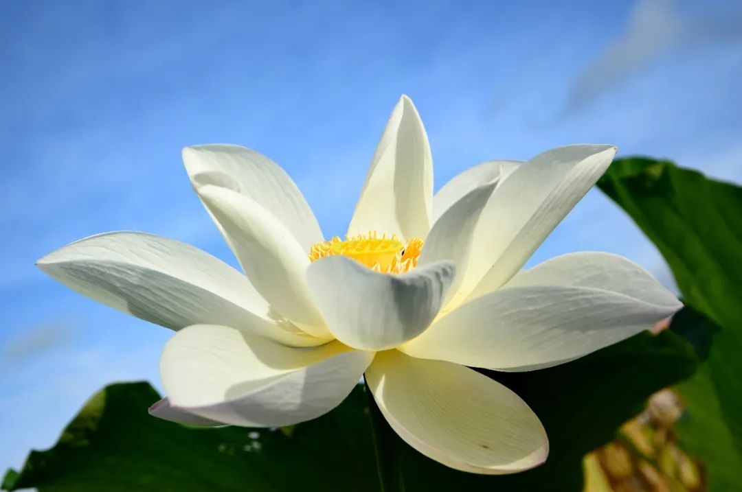 品牌建设丨荷花——《良凤江生物志》