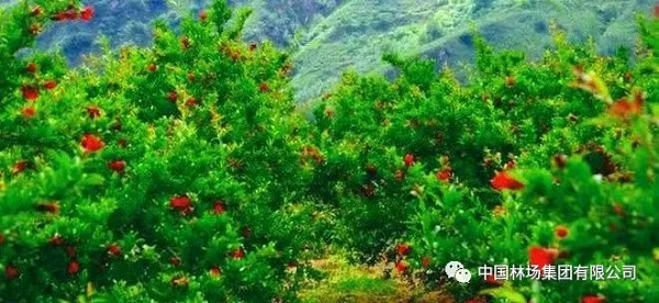 石榴花开红似火 籽籽同心一家亲