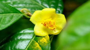 品牌建设 | 神秘的金花茶之旅第一辑：小果金花茶——《良凤江植物志》