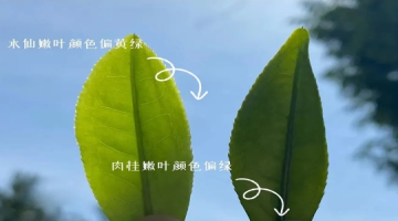 中匠茶业·学茶小课堂|在武夷山“万里茶道”起点，中匠茶业守护匠心，只为每一杯好茶